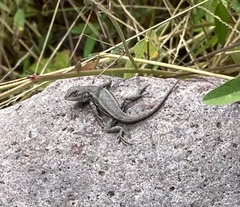 Sceloporus virgatus