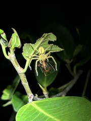 Neosparassus salacius