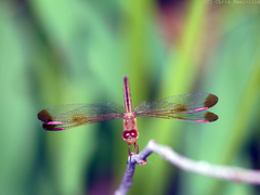 Neurothemis stigmatizans