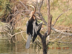 Anhinga melanogaster