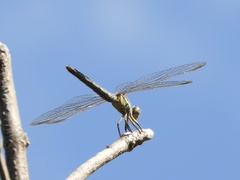 Dasythemis mincki