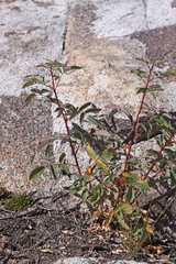 Rosa nutkana macdougalii