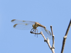Dasythemis mincki