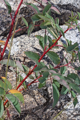 Rosa nutkana macdougalii