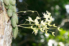 Dendrobium linguiforme nugentii
