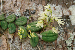 Dendrobium linguiforme nugentii