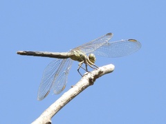 Dasythemis mincki