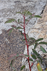 Rosa nutkana macdougalii