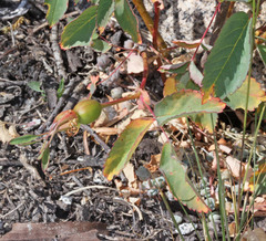 Rosa nutkana macdougalii