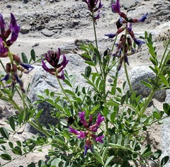Astragalus crotalariae