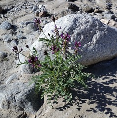 Astragalus crotalariae