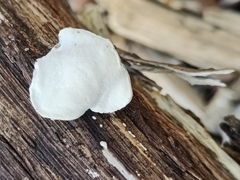 Incrustoporiaceae