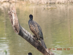 Phalacrocorax fuscicollis