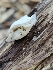 Incrustoporiaceae