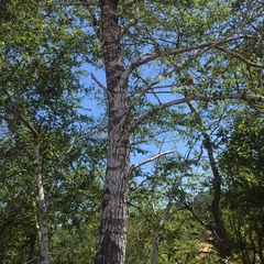 Nothofagus obliqua
