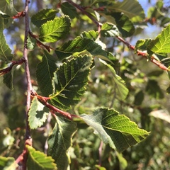 Nothofagus obliqua