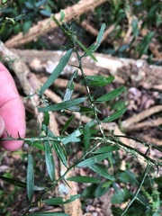 Citrus australis