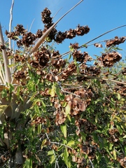 Wimmeria microphylla