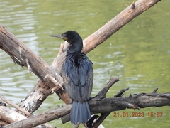 Phalacrocorax fuscicollis