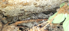 Leucoagaricus gongylophorus