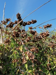 Wimmeria microphylla