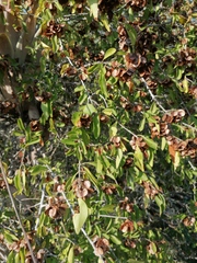 Wimmeria microphylla