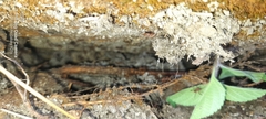 Leucoagaricus gongylophorus