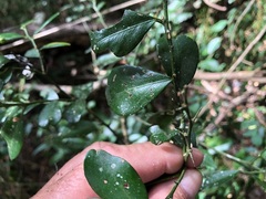 Citrus australis