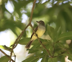 Myiarchus panamensis