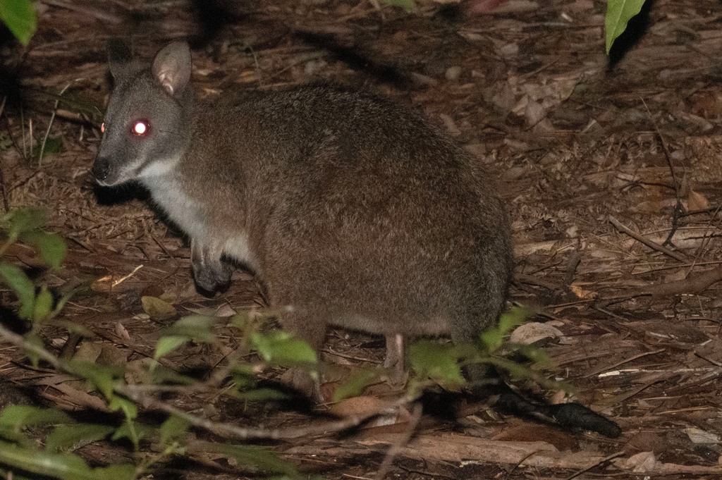 Parma Wallaby (Notamacropus parma) - Know Your Mammals