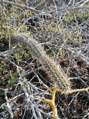Acanthocereus oaxacensis