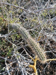 Acanthocereus oaxacensis