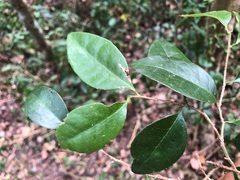 Cleistanthus cunninghamii