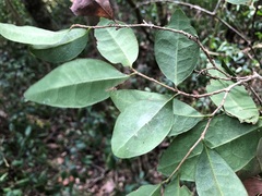 Cleistanthus cunninghamii