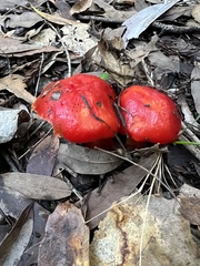 Hygrocybe laetissima