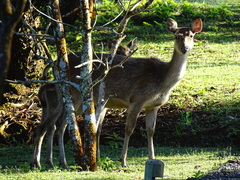 Rusa timorensis