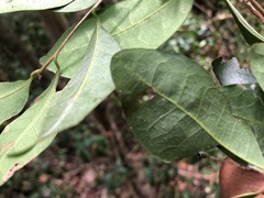 Cleistanthus cunninghamii