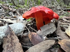 Hygrocybe laetissima