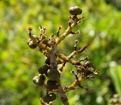 Excoecaria agallocha