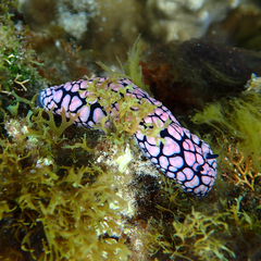 Phyllidiella pustulosa