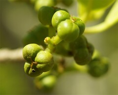 Excoecaria agallocha