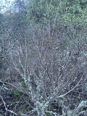 Dirca occidentalis
