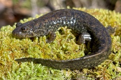 Desmognathus kanawha