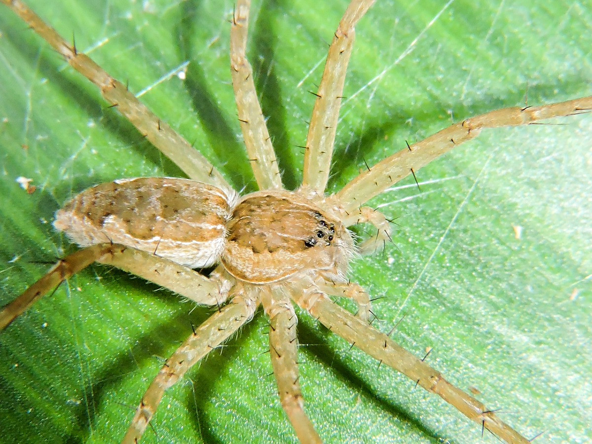 Nursery web spider  The Wildlife Trusts