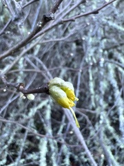 Dirca occidentalis