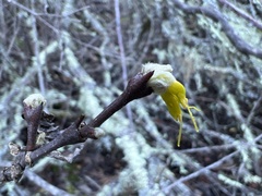 Dirca occidentalis