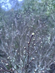 Dirca occidentalis