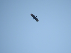 Spizaetus tyrannus