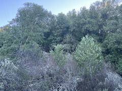 Dirca occidentalis