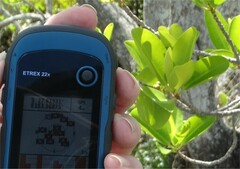 Excoecaria agallocha